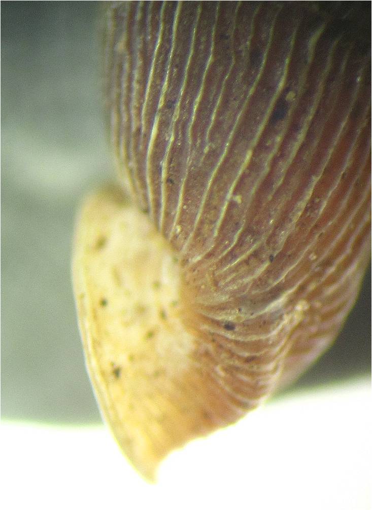 clausiliidae 3